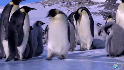tumblr_14fe2efa87960b1fa3c646310b1bc483_04c55de2_400.gif