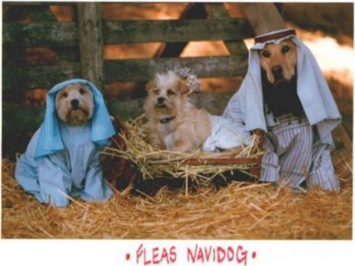 dogs-fleas-navidog.jpg