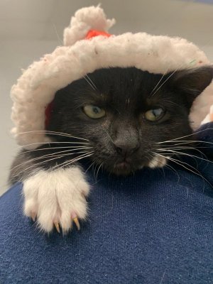 cool cat santa claus christmas.jpg