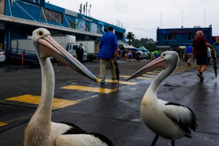 fish market.jpg