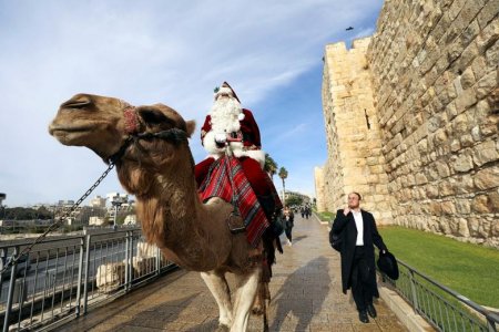 camel.jpg