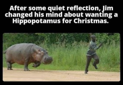 Hippo for Christmas.jpg