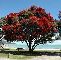 693ef2a41d67efcbbec909c40d322ae2pohutukawa.jpg