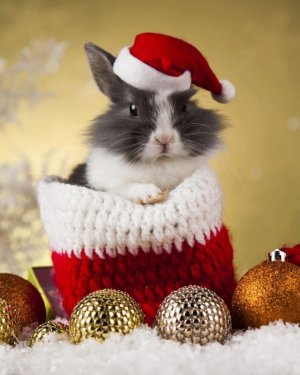 bun0.jpg