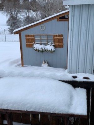 garden shed.jpg