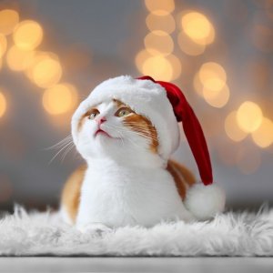 christmas cat 4 fb santa hat.jpg