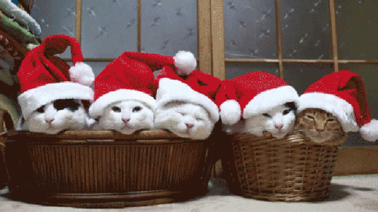 5b9b6331e5b229348498431eb199d177[1].gif