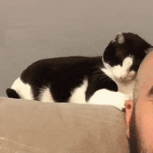 cat plays with ear .gif