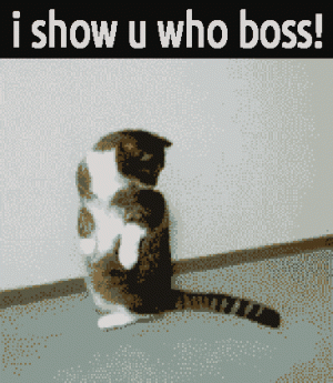 cat-chase-own-tail.gif