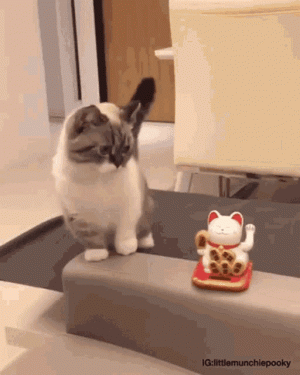 waving cat gif.gif