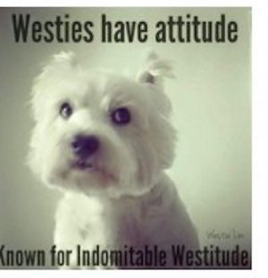 West joke..jpg