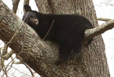 bear.jpg