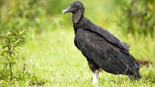 black-vulture.jpg