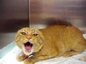 Image of Cats screaming