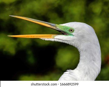 close-head-shot-great-egret-260nw-1666892599.jpg
