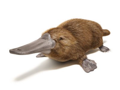 platypus.jpg