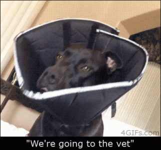 funny-gif-going-to-vet.gif