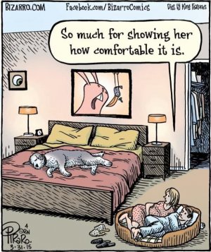 Dog on bed.jpg
