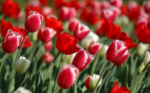 WRMtulips.jpg
