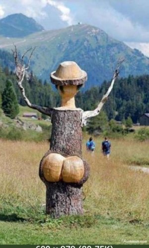 treee carve.jpg