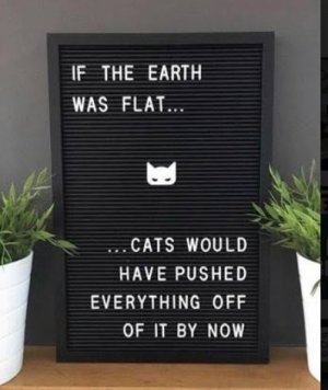 cat push.jpg