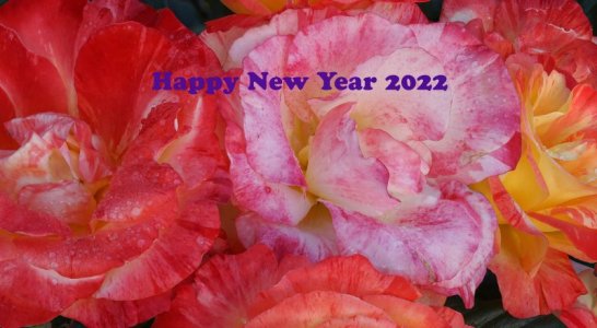 TF04198-14-HNY.jpg