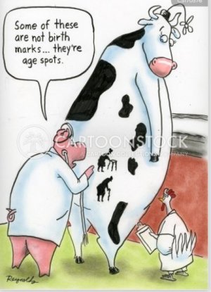 cow spots.jpg