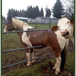 moo.jpg