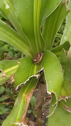 snug as a frog in a leaf.jpg