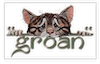 GroanCat.gif