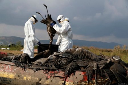 bird flu.jpg