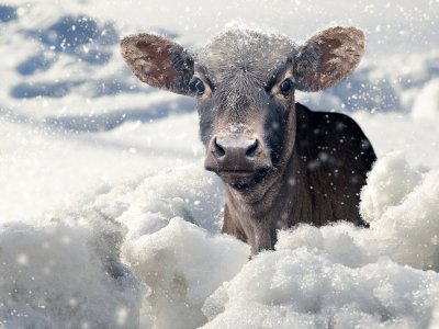bigstock-Young-Calf-In-Winter-Under-The-400654523.jpg