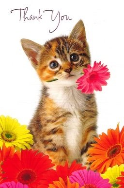 kitten2.jpg