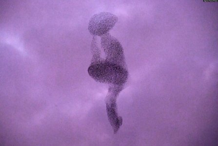 murmuration.jpg
