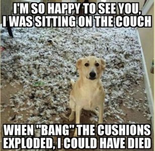dog cushions.jpg