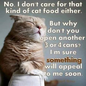 cattitude020622.jpg