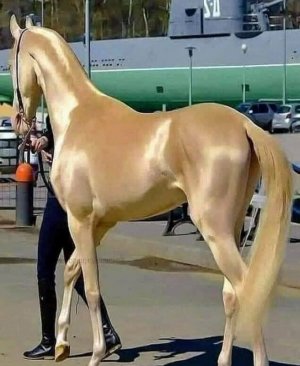 horse2.jpg