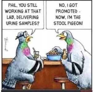 pigeon.jpg