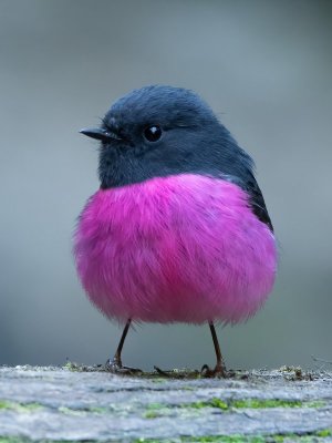 pink.jpg