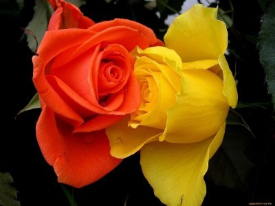 roses for fb duo.jpg roses for fb duo.jpg