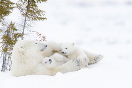 polar-bears-manitoba_1512061161.jpg