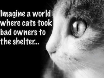 cattitude020822.jpg