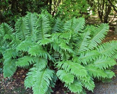 FECN-1w-Fern-Cinnamon-bl.1583782205.jpg