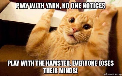 hamster.jpeg
