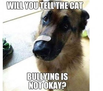 dog nose.jpg