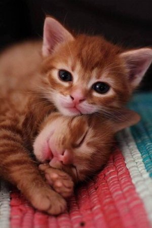 cat kittens 4 sf.jpg