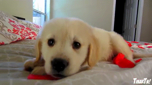 cooper-s-first-valentine-s-day-golden-retriever-puppy_orig.gif