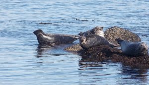 seals.jpg seals.jpg