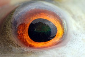 fisheye.jpg