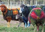 tartan sheep.jpg